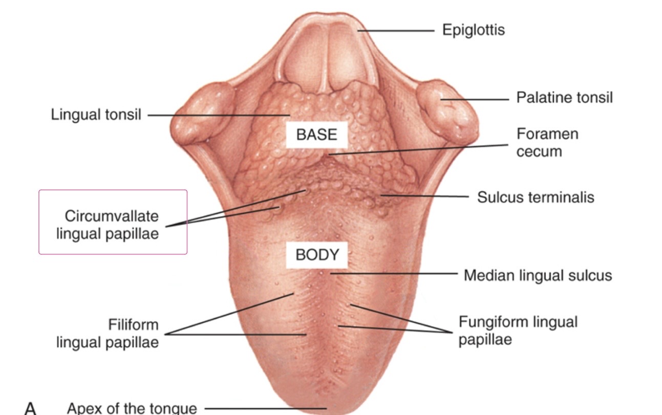 <p>Larger papillae in posterior tongue. TASTE</p>