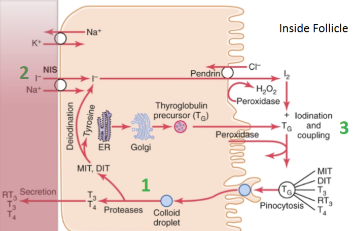 <ul><li><p>increases:</p><ul><li><p>TG cleavage</p></li><li><p>activity of iodine pump</p></li><li><p>iodination</p></li><li><p>number of cells</p></li><li><p>cell size and secretory activity</p></li></ul></li><li><p>stimulates cells via adenylate cyclase/cAMP (2nd messenger system)</p></li></ul><p></p>