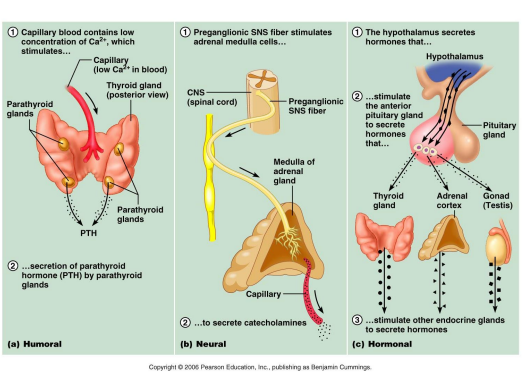 <ul><li><p>Humoral stimuli → changes in levels of chemicals in body’s humors (bodily fluids) stimulate endocrine glands to release hormones</p></li><li><p>Neural stimuli → activation of nervous system stimulates endocrine glands to release hormones </p></li><li><p>hormonal stimuli → released hormones stimulate endocrine glands to release other hormones </p></li></ul><p></p>
