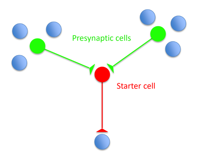 <p>rabies travel <u>retrogradely</u></p><p>modified rabies can only jump <u>ONE </u>synapse <strong><u>(monosynaptic retrograde tracing</u></strong>)</p><p>used to <u>view neurons that are synaptically connected to a specific neuron</u></p><ul><li><p>(aka view the pre- neurons in green that are synaptically connected to the starter cell in red)</p></li></ul><p></p>