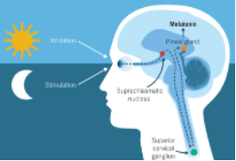 <p><span style="font-family: Aptos, sans-serif;">Light-sensitive neurons in the retinas of the eyes detect incoming light and send messages to the brain’s suprachiasmatic nucleus about the amount of light in the surroundings.</span></p><p><span style="font-family: Meiryo, sans-serif;">-</span><span style="font-family: "Times New Roman"; line-height: normal; font-size: 7pt;">&nbsp;&nbsp;&nbsp;&nbsp;&nbsp;&nbsp; </span><span style="font-family: Aptos, sans-serif;">At night-time when the eyes detect no light, <strong>suprachiasmatic nucleus</strong> sends a signal to <strong>pineal gland</strong>, resulting in the pineal gland releasing <strong>melatonin</strong>. This induces sleepiness and decreases cell activity. This process ensures that our sleep is connected to night-time.</span></p><p><span style="font-family: Meiryo, sans-serif;">-</span><span style="font-family: "Times New Roman"; line-height: normal; font-size: 7pt;">&nbsp;&nbsp;&nbsp;&nbsp;&nbsp;&nbsp; </span><span style="font-family: Aptos, sans-serif;">During the day, when the eyes detect more light, the suprachiasmatic nucleus sends inhibitory messages to the pineal gland, resulting in the inhibition of melatonin release by the pineal gland. Less melatonin release by the pineal gland increases cell activity in the body, resulting in wakefulness during the day. This process regulates when you go to sleep and wake up, but a different process regulates how much you sleep. </span></p><p><span style="font-family: Aptos, sans-serif;">With light cues from the Sun reliably cycling every 24 hours, circadian rhythm can undergo daily resetting that keeps a person’s sleep (wake cycle aligned to a 24-hour day). However, if these light cues are absent, circadian rhythm tends to run free and can cycle for a little longer than 24 hours, resetting on average every 24.25 hours. Variations in circadian rhythm may explain some of the individual differences in those who are a ‘morning lark’ and feel more wakeful in the morning, or those who are a ‘night owl’ and feel more wakeful in the evening.</span></p>