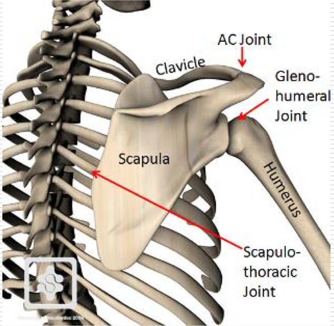 <p>Not a true synovial joint </p><p>Supported dynamically by its muscles </p><p>No ligaments support</p><p>Moves in conjunction with clavicular joints </p><ul><li><p>Increases Glenohumeral ROM</p></li><li><p>Moves only in frontal plane</p></li></ul><p></p>
