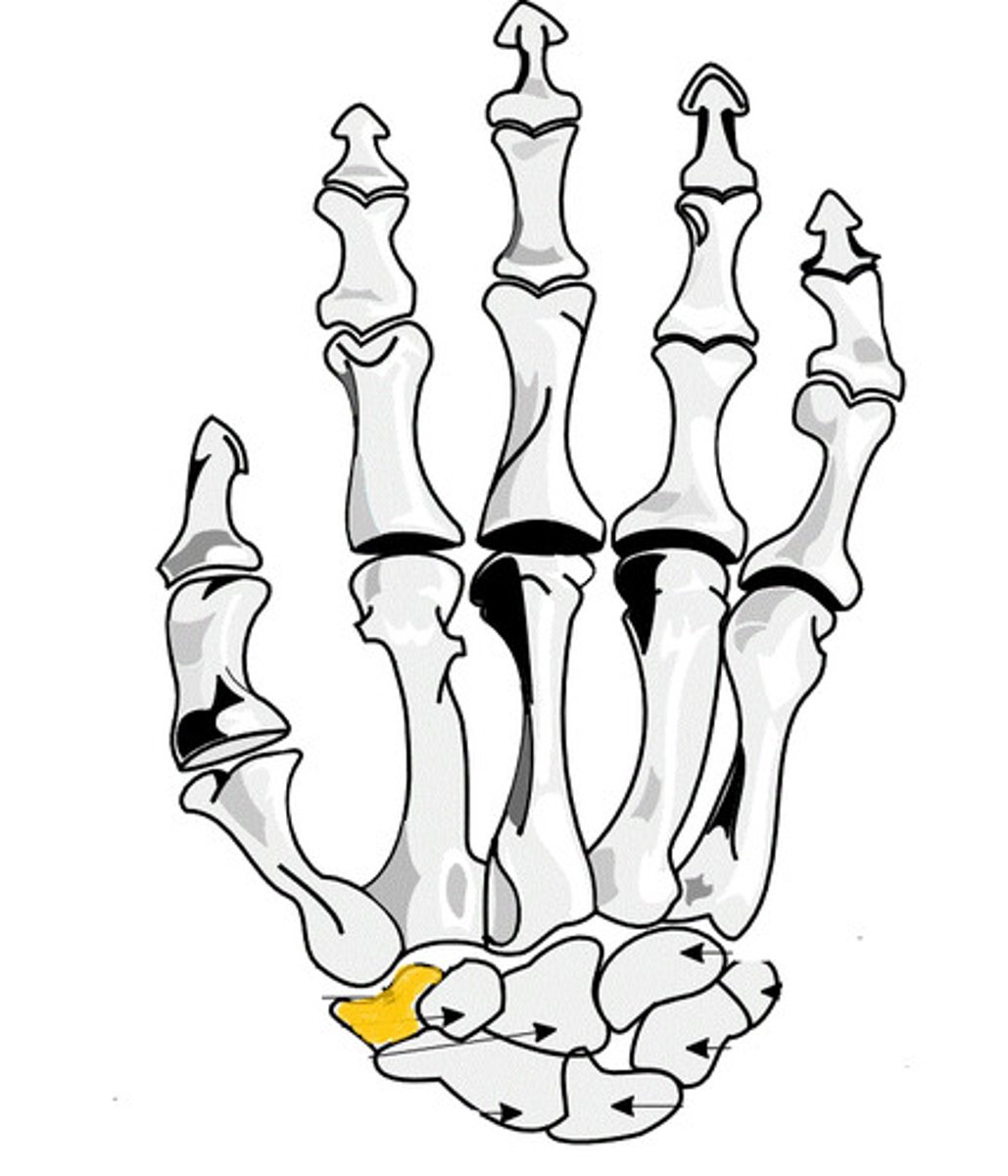 <p>- Start of new row (closer to the metacarpals)</p><p>- "That"</p>