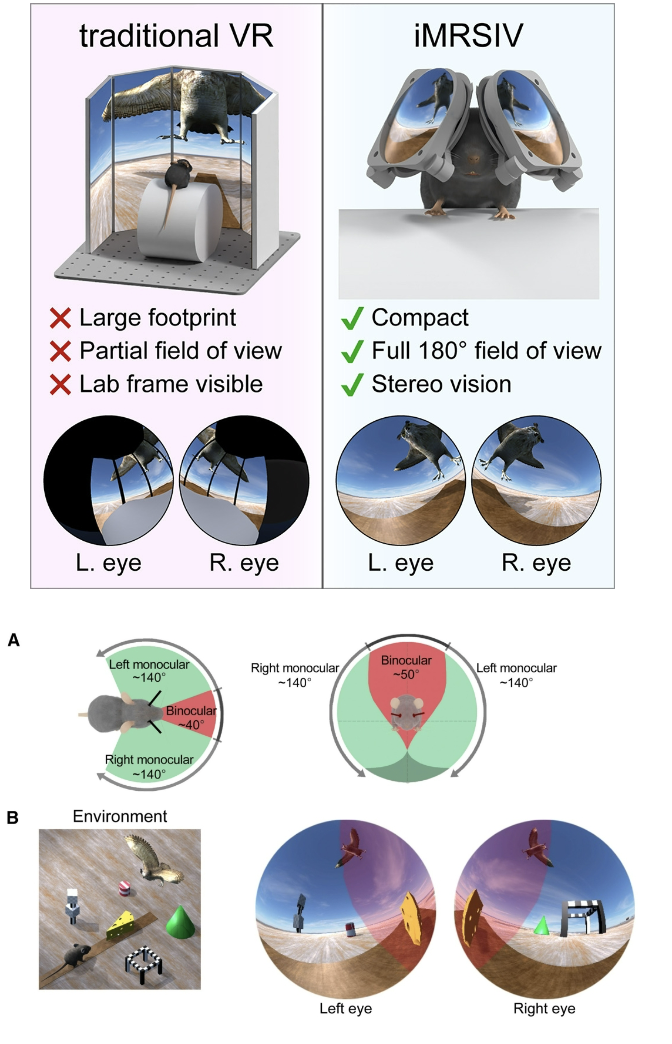 <p><u>Modern Dynamic Stereoscope: Virtual Reality</u></p><p>Modern stereoscope = ? <span style="color: rgb(250, 239, 193);">(Basically?)</span></p><p>• VR headsets present __, one to each eye.</p><p>• Uses __ rendering that updates with head movement.</p><p>• Combines binocular disparity with ? &amp; ? cues for more realistic depth.</p><p>• Research tool for studying __ in humans &amp; animals.</p>