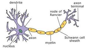 <p>carries impulse from motor to effector (muscle to contract, gland to secrete hormones)</p>