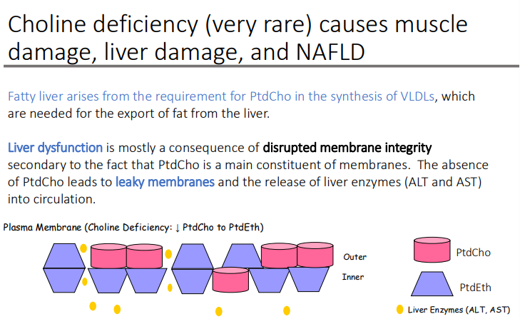 <ol><li><p>leaky membranes</p></li><li><p>Liver enzymes (ALT and AST)</p></li></ol><p></p>