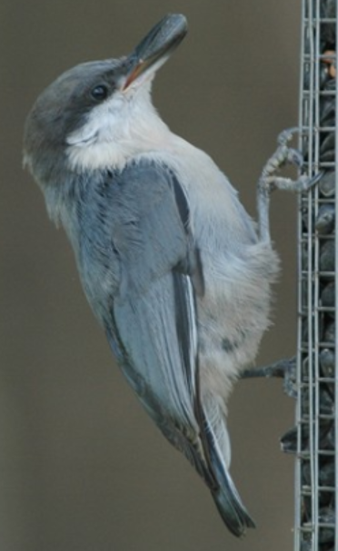 <p>Order: Passeriformes<br>Family: Sittidae</p>