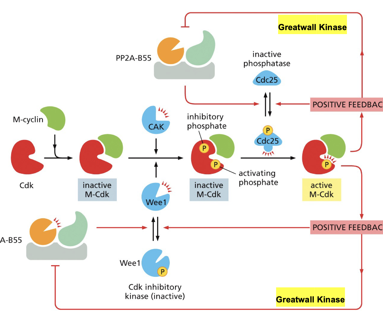 <p>As can see, if active it will be crazy active or it will. be of, the system is so that only on or off, no in between…</p>