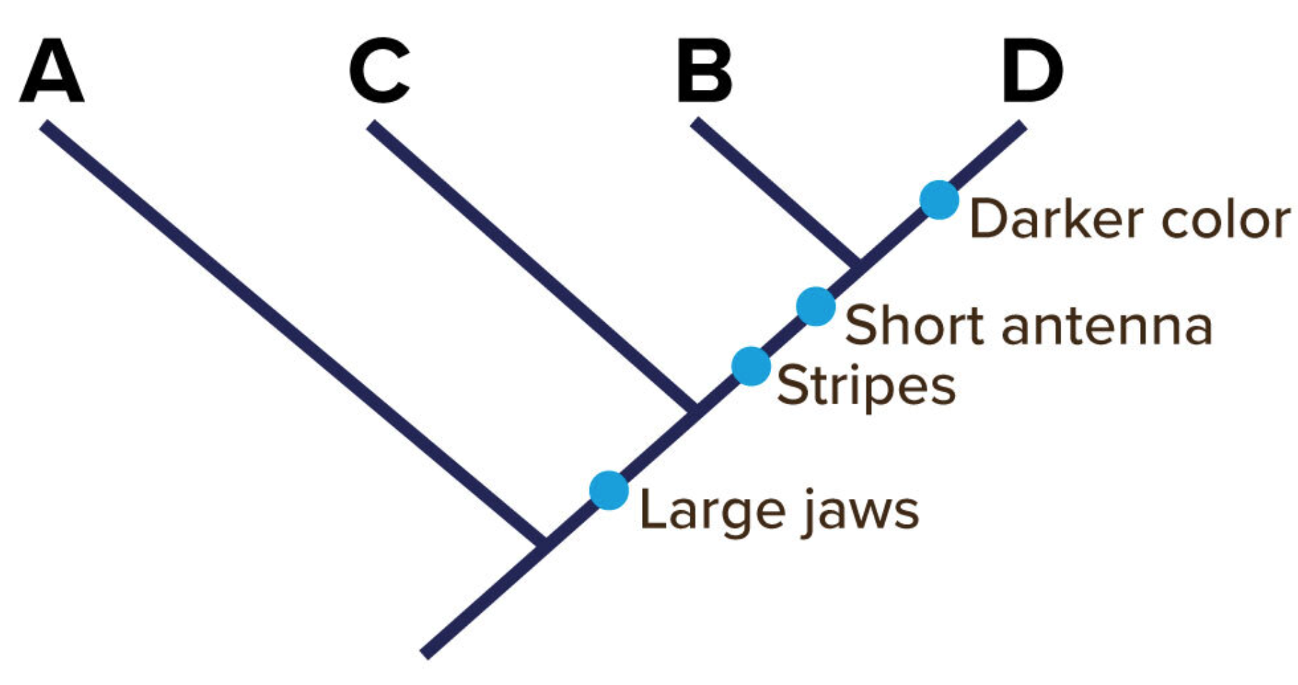 <p><span>Which organism(s) on this cladogram do NOT have short antenna?&nbsp;</span><em>(Select all that apply.)</em></p>