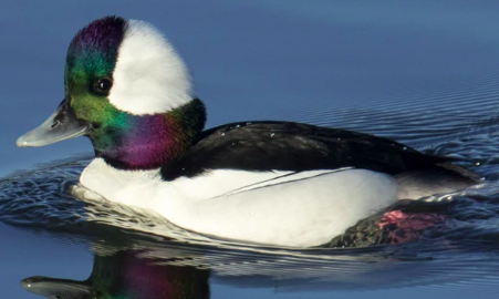 <p>Females all gray in color</p>