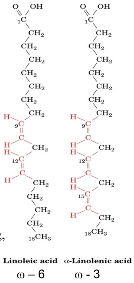 <p>Key omega-6 inflammatory precursor?</p>