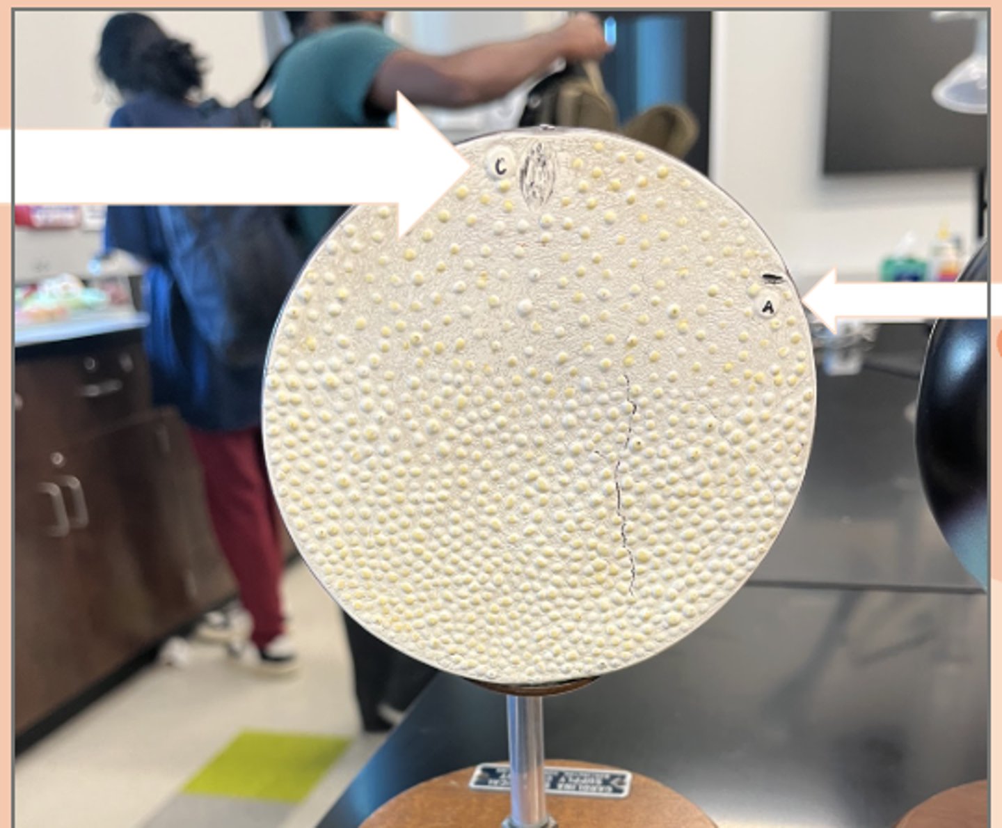 <p>C) egg nucleus</p><p>A) Sperm nucleus has penetrated egg</p>
