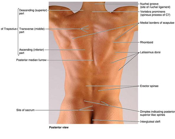 <p>The prominent spinous process of C7</p>