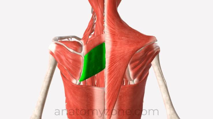 <p>Rhomboid major </p>