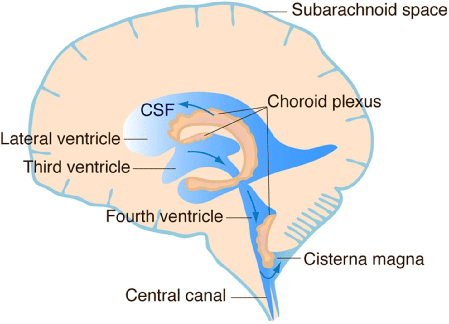 <p>Ependymal cells</p>
