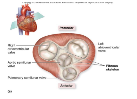 <ul><li><p>provides structural support for heart valves</p></li><li><p>maintains valve positioning and prevents excessive stretch </p></li><li><p>serves as an electrical insulator, preventing random electrical impulses from passing between atria and ventricles </p></li><li><p>forms attachment points for cardiac muscle fibers </p></li></ul><p></p>