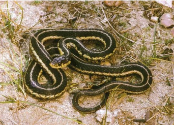 <p>Mistaken for subspecies around Chicago</p>