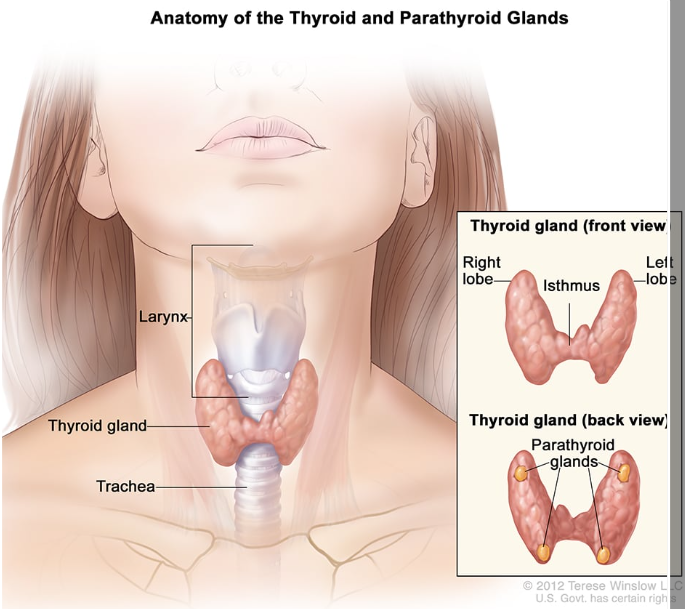 <p>What do the parathyroid glands do? Where are they located? </p>