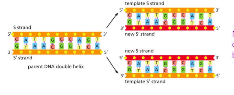 <p><span>Each new DNA molecule consists of one original strand and one newly synthesized strand</span></p>