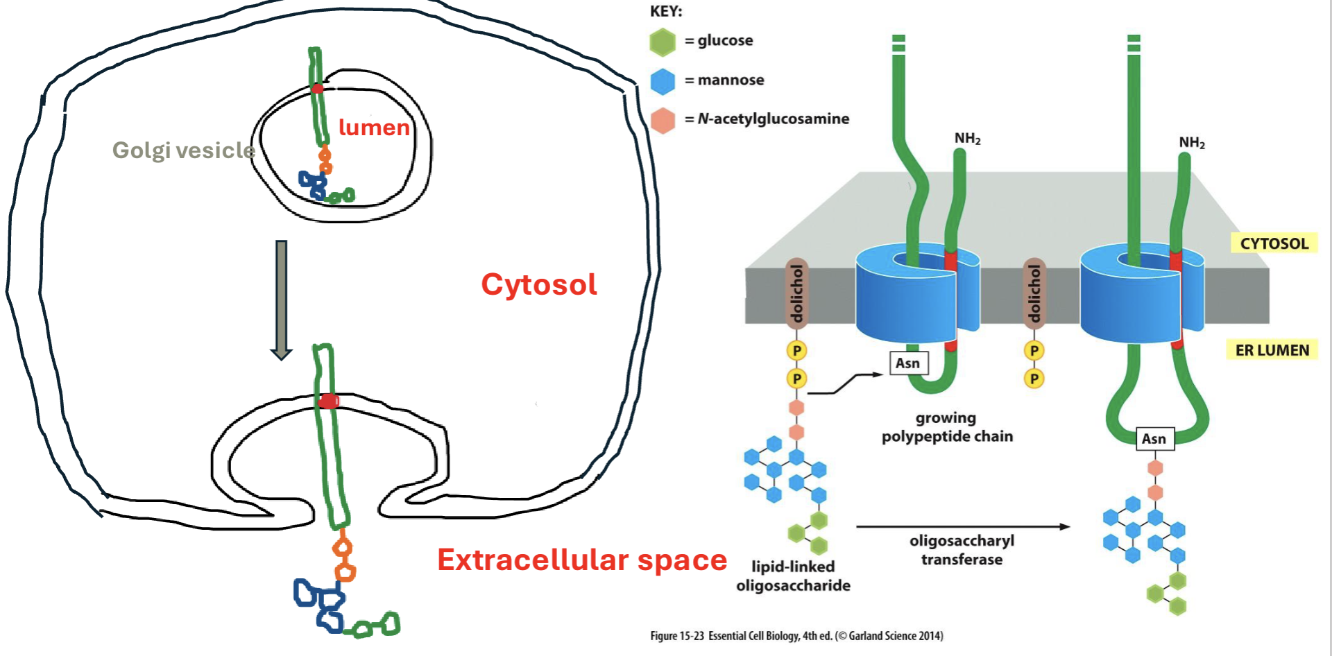 <p>occurs in ER + golgi; in golgi vesicle: growing polypeptide chain in cytosol, PTM where oligosaccharide binds to Asn in ER lumen → moves to extracellular space while cytosolic stays</p>