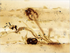 <p>Identify</p>