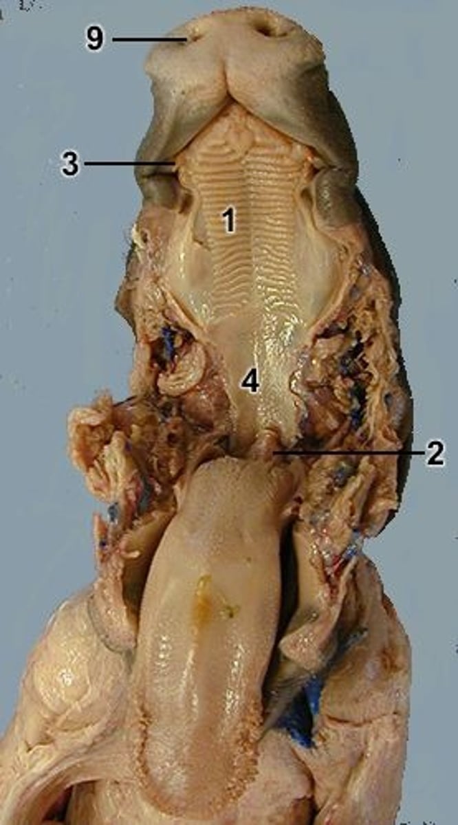 <p>2 = ?</p>