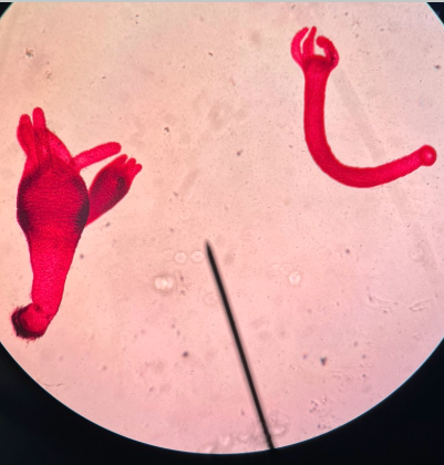 <p>What is this? Class and Phylum?</p>