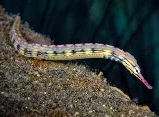 <p>What fish is this</p>
