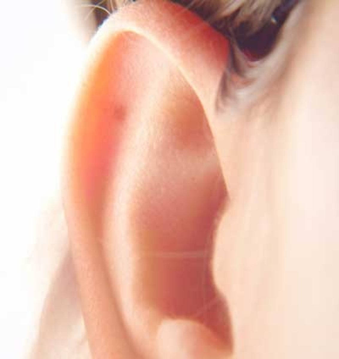 <p>ear</p>