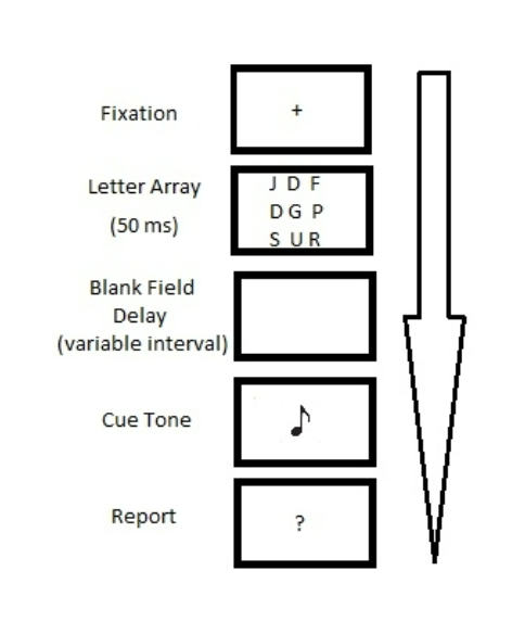 <ul><li><p>A simple modification of the partial report method allowed Sperling to estimate the duration of the iconic trace.</p></li><li><p>He systematically varied the retention interval between turning off the stimulus array and presenting the cue for which line to report.</p></li><li><p>He found that memory performance reduced to one item after approximately 500 milliseconds (half-a- second).</p></li></ul><p></p>