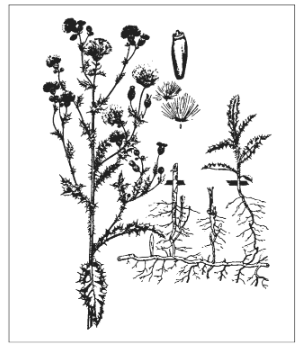 <p>Identify the species </p>