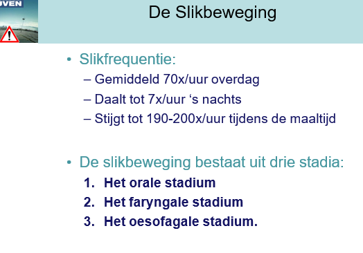 <p>we slikken ongeveer 2x per minuut</p><p></p><p><span>Oraal: voedsel komt in mond</span></p><p style="text-align: left;"><span>Faryngale: in keel, hier zijn de reflexen belangrijk, dit is het gevaarlijke stadiul</span></p><p style="text-align: left;"><span>Oesofagaal: om eten naar maag te transporteren</span></p><p></p>