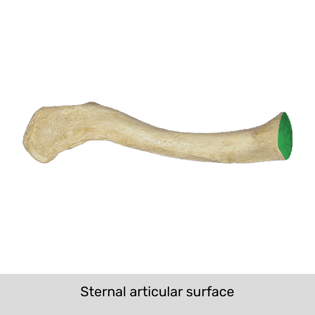<p>The thick triangular-shaped end of the clavicle that articulates with the sternum.</p>