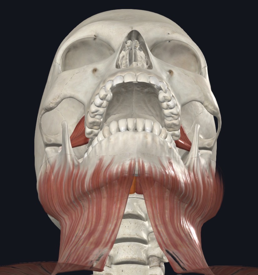 <p>Pulls hyoid anterosuperiorly; shortens floor of mouth; widens pharynx</p>