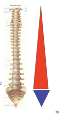 <p>1. In general, the presacral vertebrae increase in size going superior to inferior.</p><p>2. The reason is that each successive vertebra must support all the structures superior to it.</p><p>3. After the weight has been transmitted to the pelvis and lower limbs in the lumbo - sacral region the vertebrae inferior to this region do not support the body weight.</p><p>4. The size of the sacrum and coccygeal vertebrae decreases going inferiorly.</p>