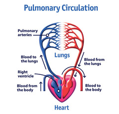 <p>Describe the pulmonary circulation (route of deoxygenated and oxygenated blood)</p>