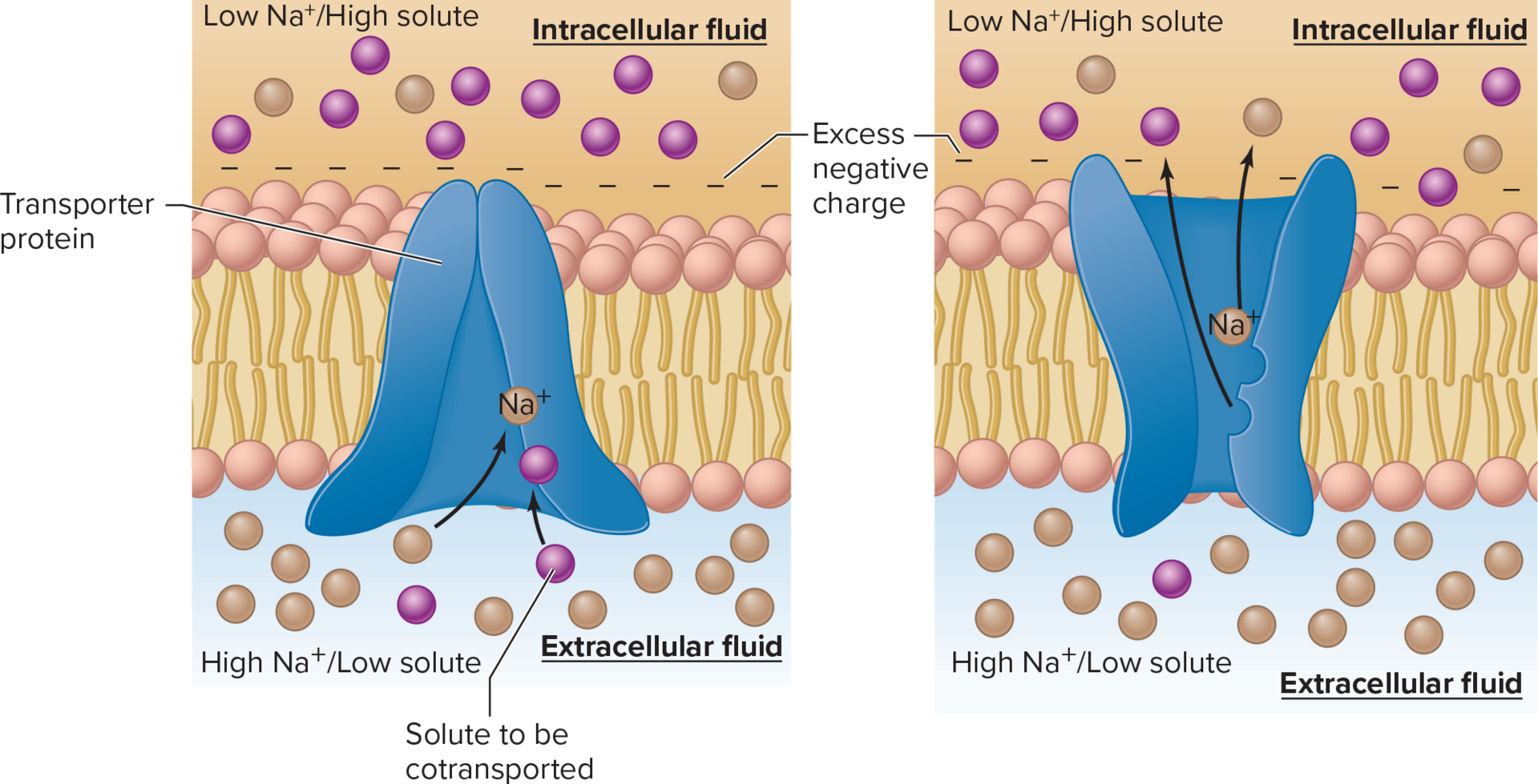 <p><span>Active transport in which energy released during transmembrane movement of one substance from higher to lower concentration is transferred to the simultaneous movement of another substance from lower to higher concentration</span></p>