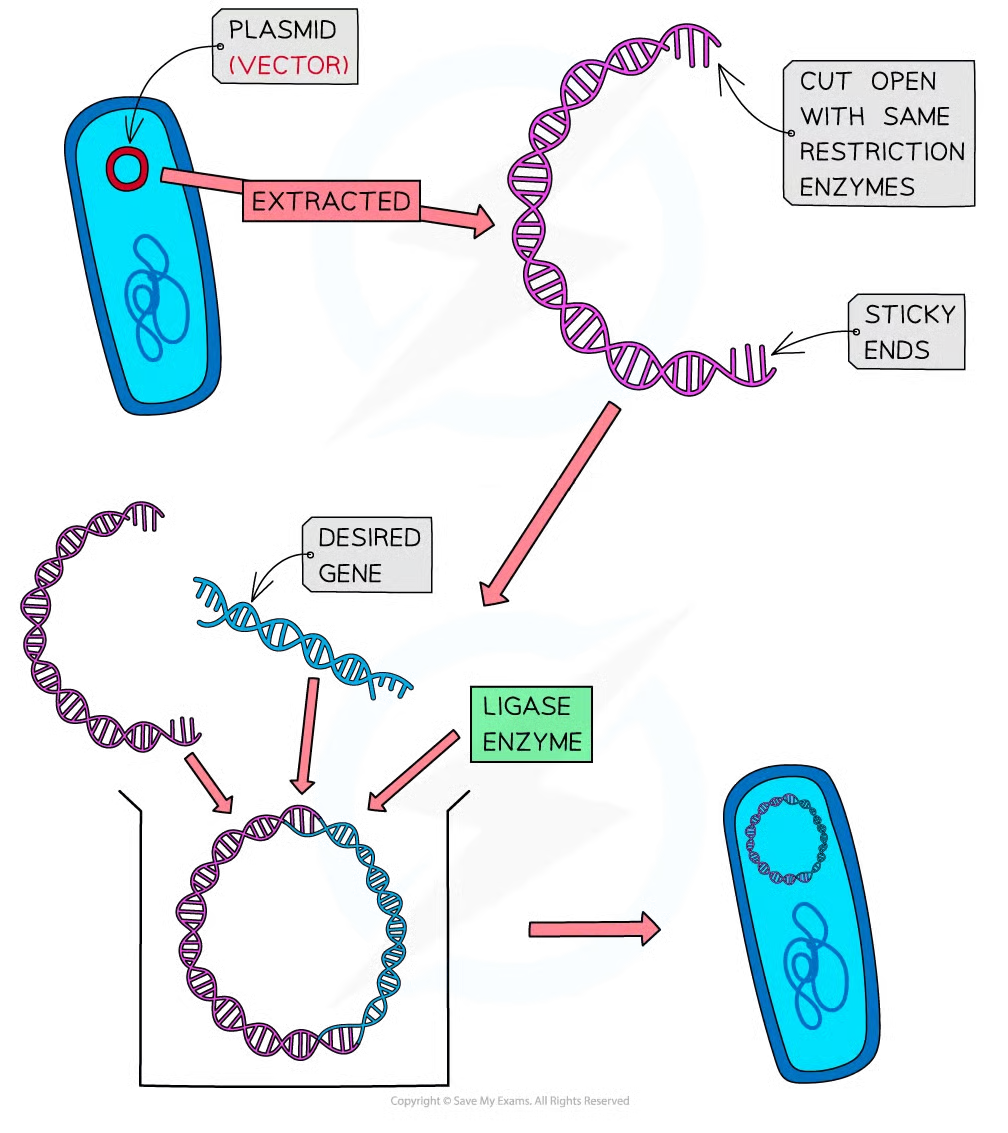 <p>transfer desired genes into a foreign cells. commonly plasmids but viruses and liposomes (small vesicle w phospholip layer) can</p>