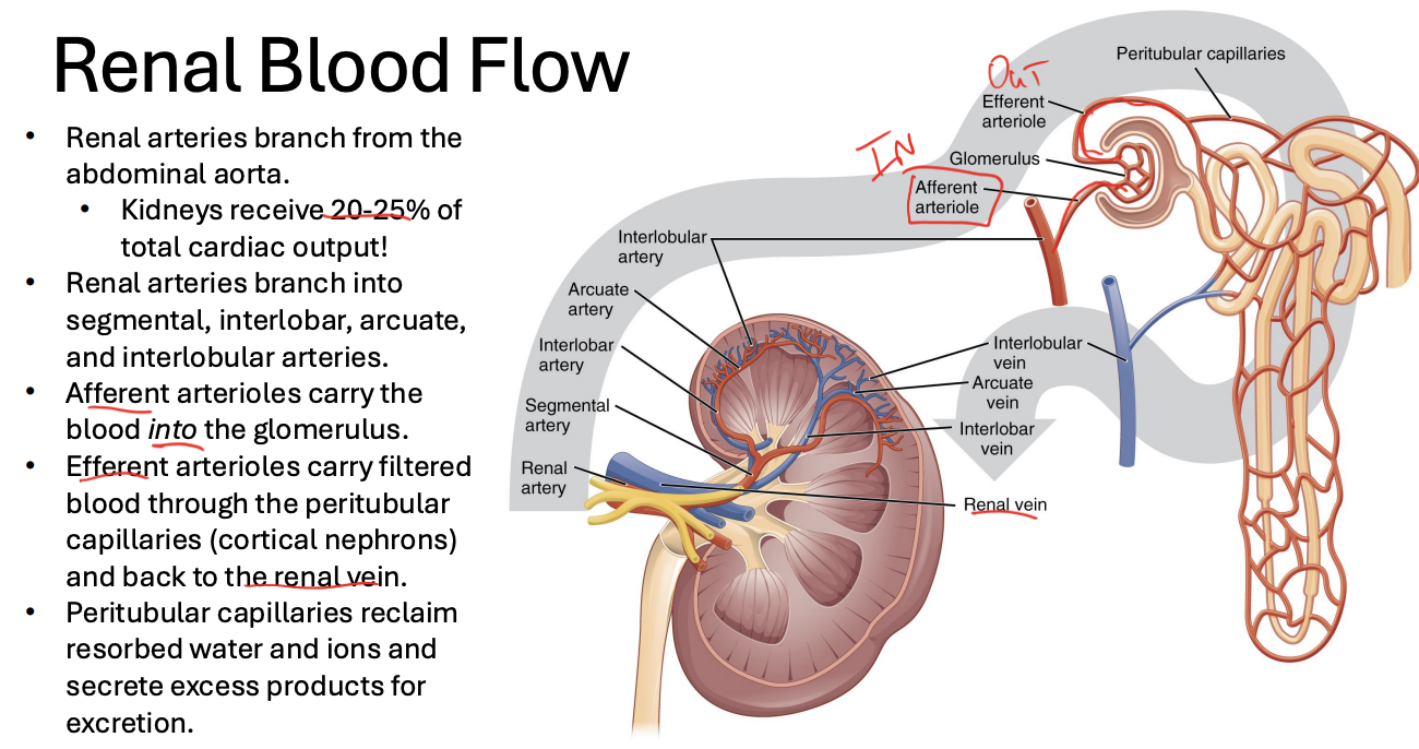 <p>Renal arteries branch from the abdominal aorta</p><p>Renal arteries branch into segmental, interlobar, arcuate, and interlobular arteries.</p><p><span style="background-color: transparent;"><strong>Afferent</strong> arterioles carry the blood <strong>into the glomerulus. </strong></span></p><p><span style="background-color: transparent;"><strong>Efferent </strong>arterioles carry filtered blood through the <strong>peritubular capillaries </strong>(cortical nephrons) and back to the renal vein </span></p><ul><li><p>Peritubular capillaries reclaim resorbed water and ions and secrete excess products for excretion.</p></li></ul><p></p>