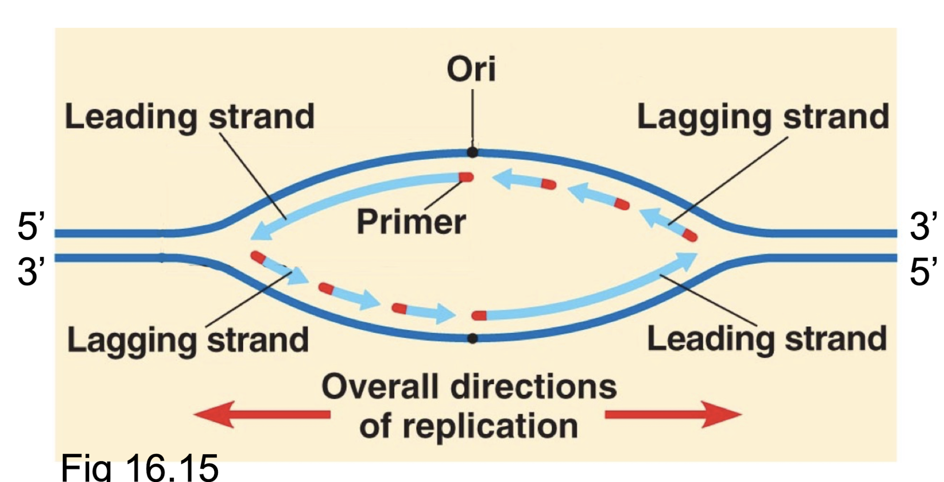 <p>2 formed, one in each direction. Leading and lagging strands are on opposite sides of each other, and their orientation is flipped for the replication fork in the opposite direction. If a strand goes from 5’ to 3’ left to right, the replication fork towards the left will start from 3’ and allow for the creation of  the leading strand on this top strand while the replication fork towards the right starts from 5’ on the template and thus must create the lagging strand.</p>