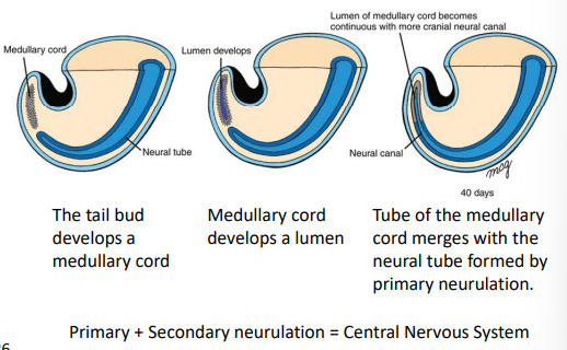 <p>After day 26 when the caudal neuropore closes, the tail bud develops a medullary cord. This cord develops a lumen. The lumen, medullary cord and neural tube merge and become continuous. This forms the basis of the central nervous system.</p>