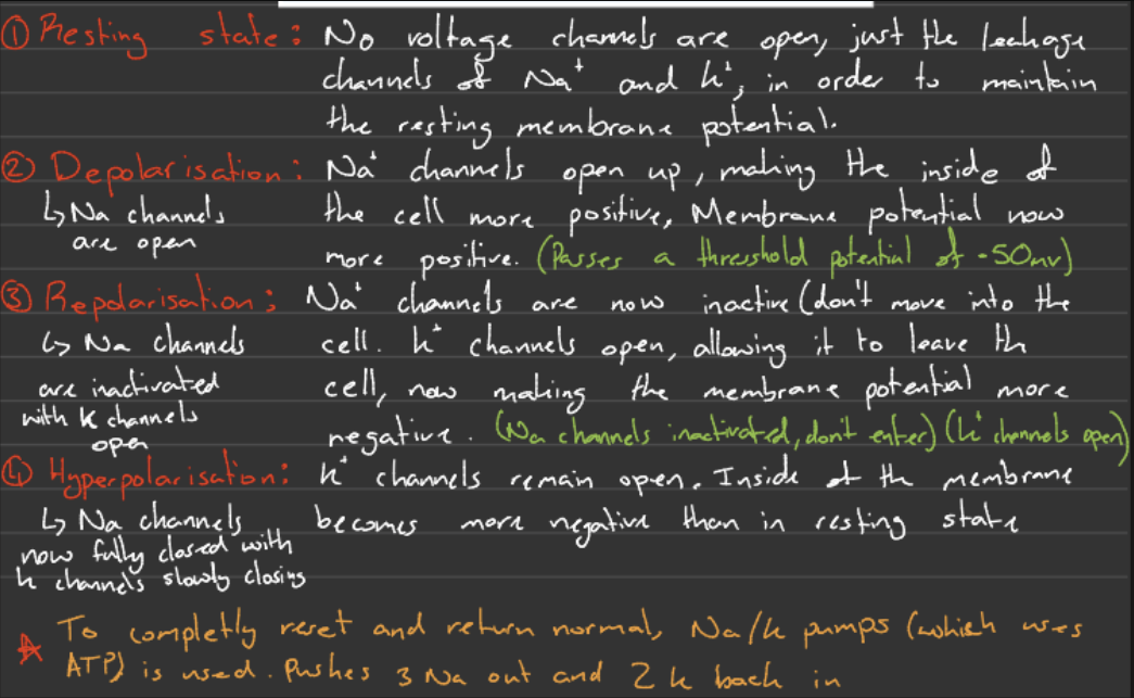 <p>Important:</p><ul><li><p>The threshold must be reached in order for an action potential to even occur</p></li></ul><p></p>