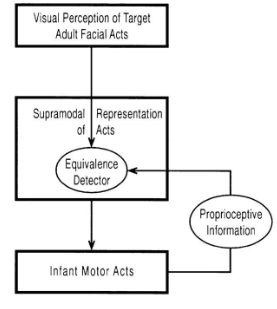 <p>active intermodal matching (AIM; meltzoff &amp; moore, 1997)</p>