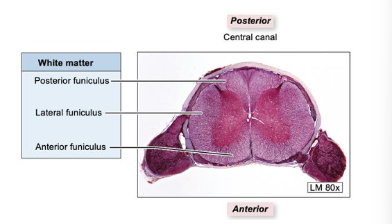 <p>bundles of myelinated axons, anterior, lateral, posterior funiculi, contains ascending and descending spinal cord tracts</p>