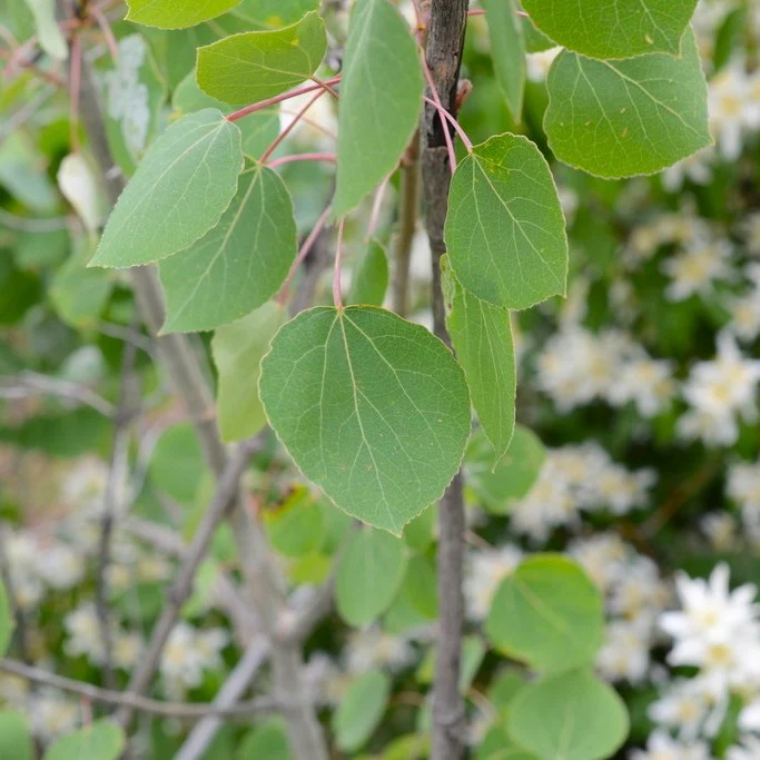 <p>Quaking aspen</p>