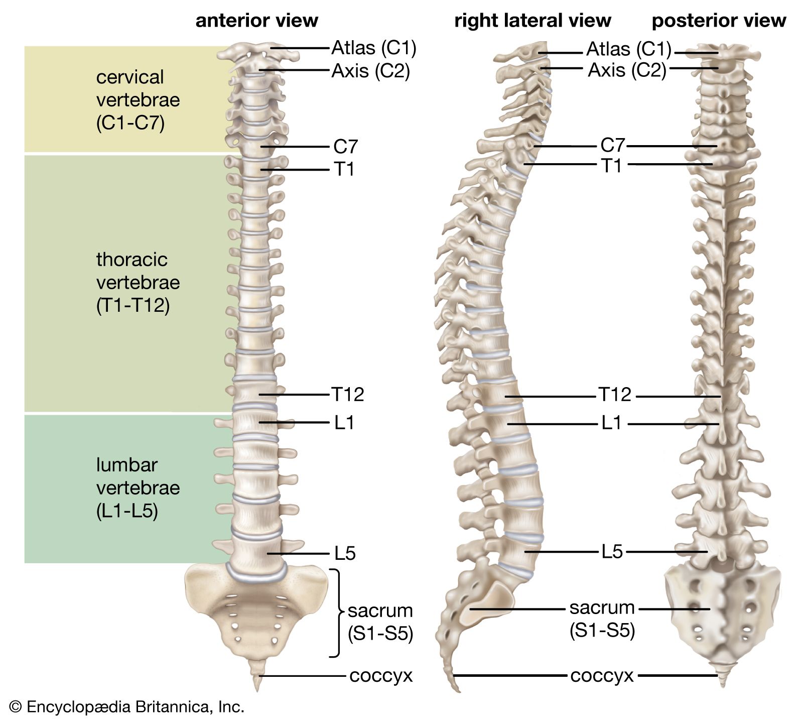 <p>The bones that make up the spine. ๐ VISUAL LOCATION: ๐ค Running straight down the middle of the back from the neck to the hips.</p><img src="https://upload.wikimedia.org/wikipedia/commons/thumb/3/39/Vertebral_column.png/500px-Vertebral_column.png" data-width="50%" data-align="center" alt="Vertebrae Location" style="display: block; width: 50%; margin-left: auto; margin-right: auto;"><p></p>