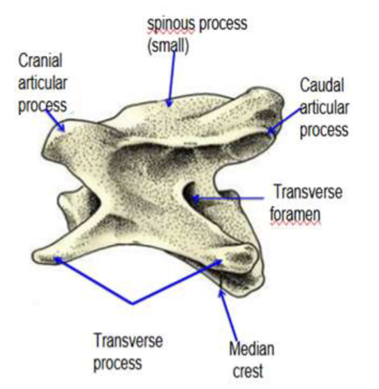 <p>What type of spine bone is this?</p>