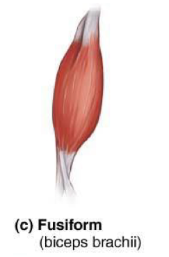 <p>Thick in the middle and taper at both ends → ex: biceps brachii</p>