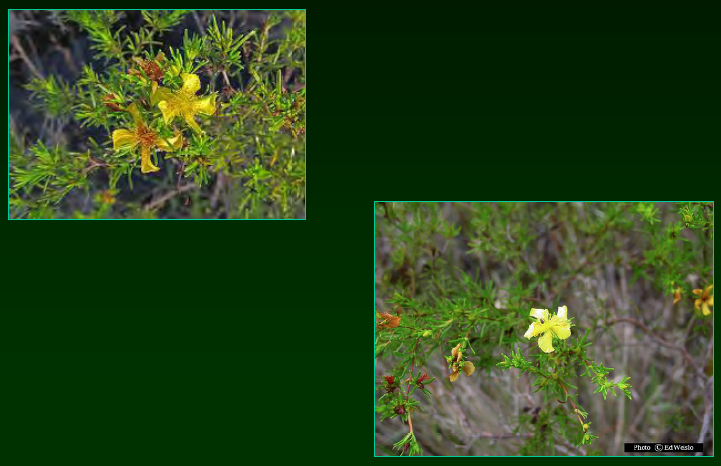 <p>•</p><p>Hypericaeae</p><p>•</p><p>Key Characters:</p><p>•</p><p>Wet habitats</p><p>•</p><p>Small, needle-like leaves</p><p>•</p><p>Yellow flowers</p>