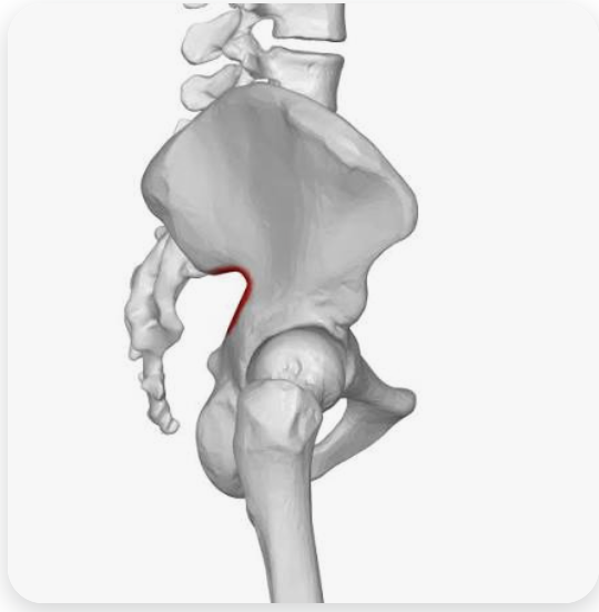 <p>Name this part of the pelvis</p>